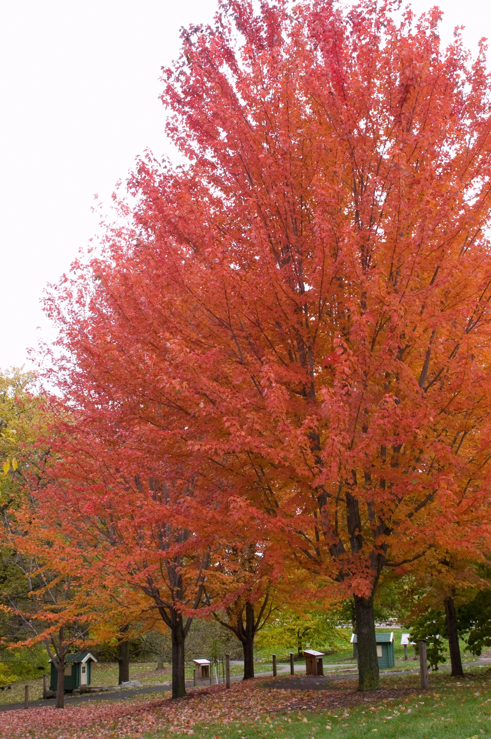Trees