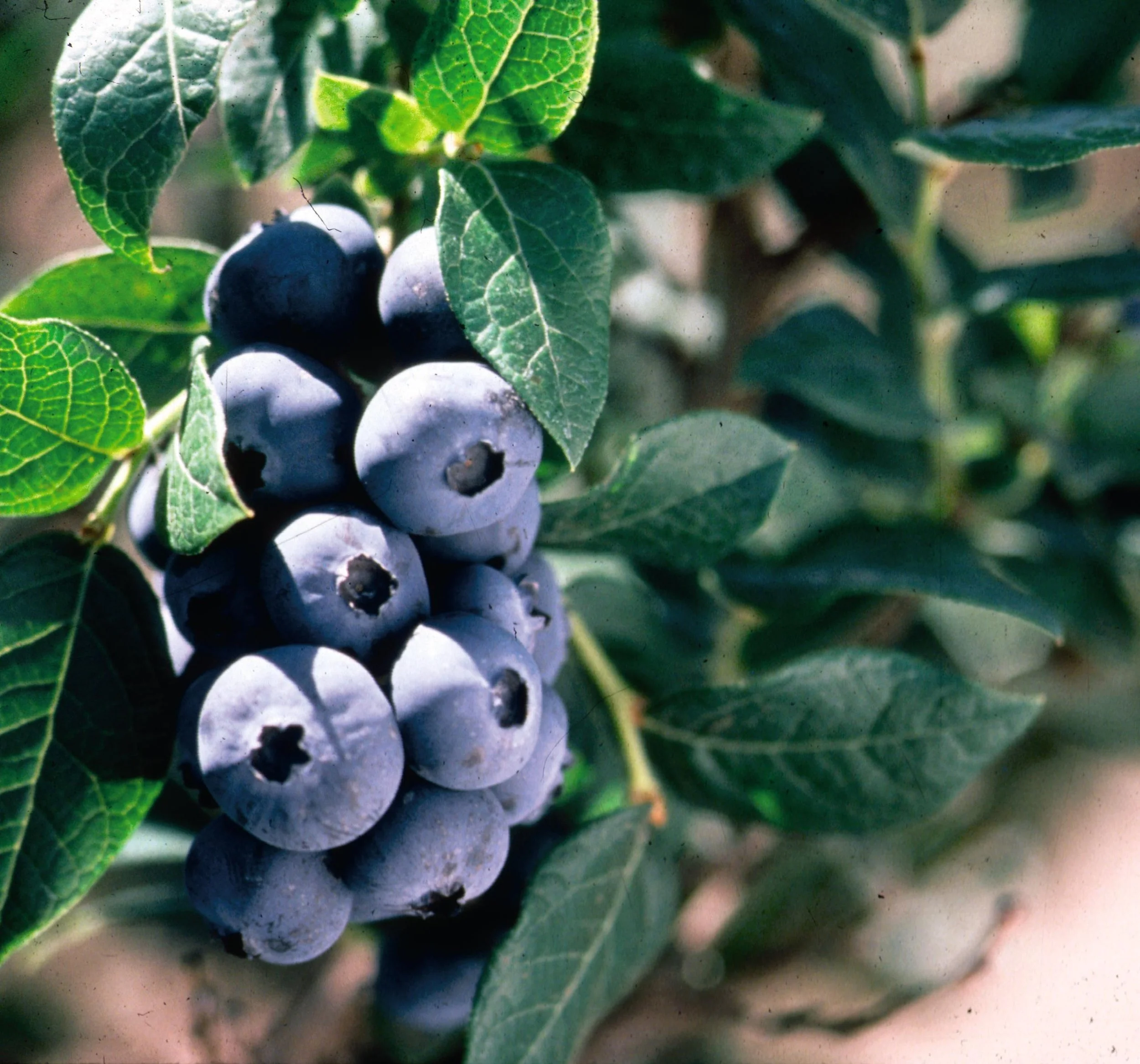 Vaccinium Chippewa Blueberry