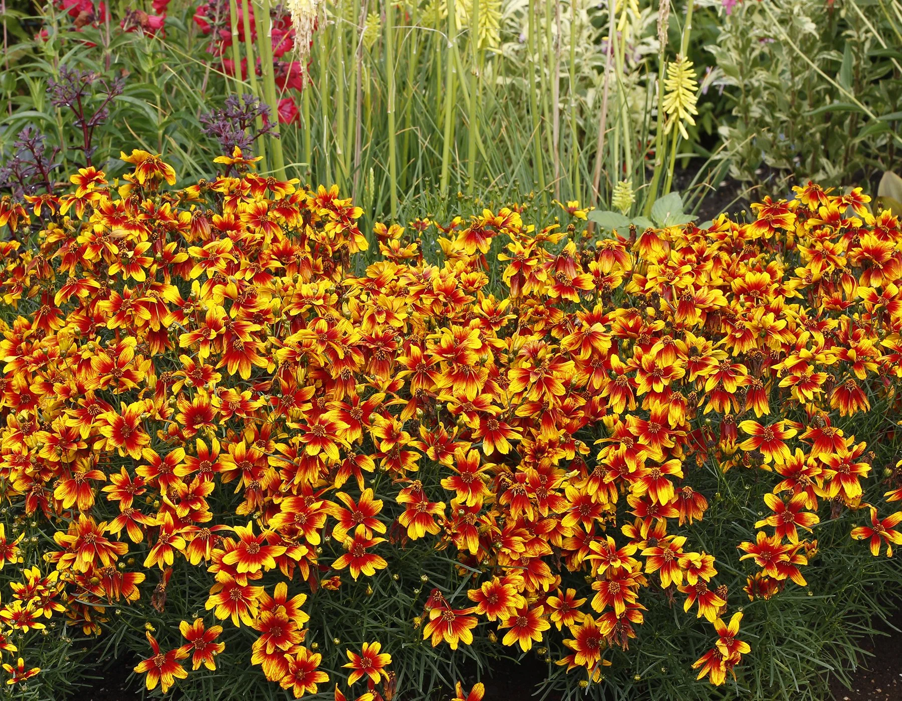 Coreopsis Lightning Bug Flower Orange and Yellow