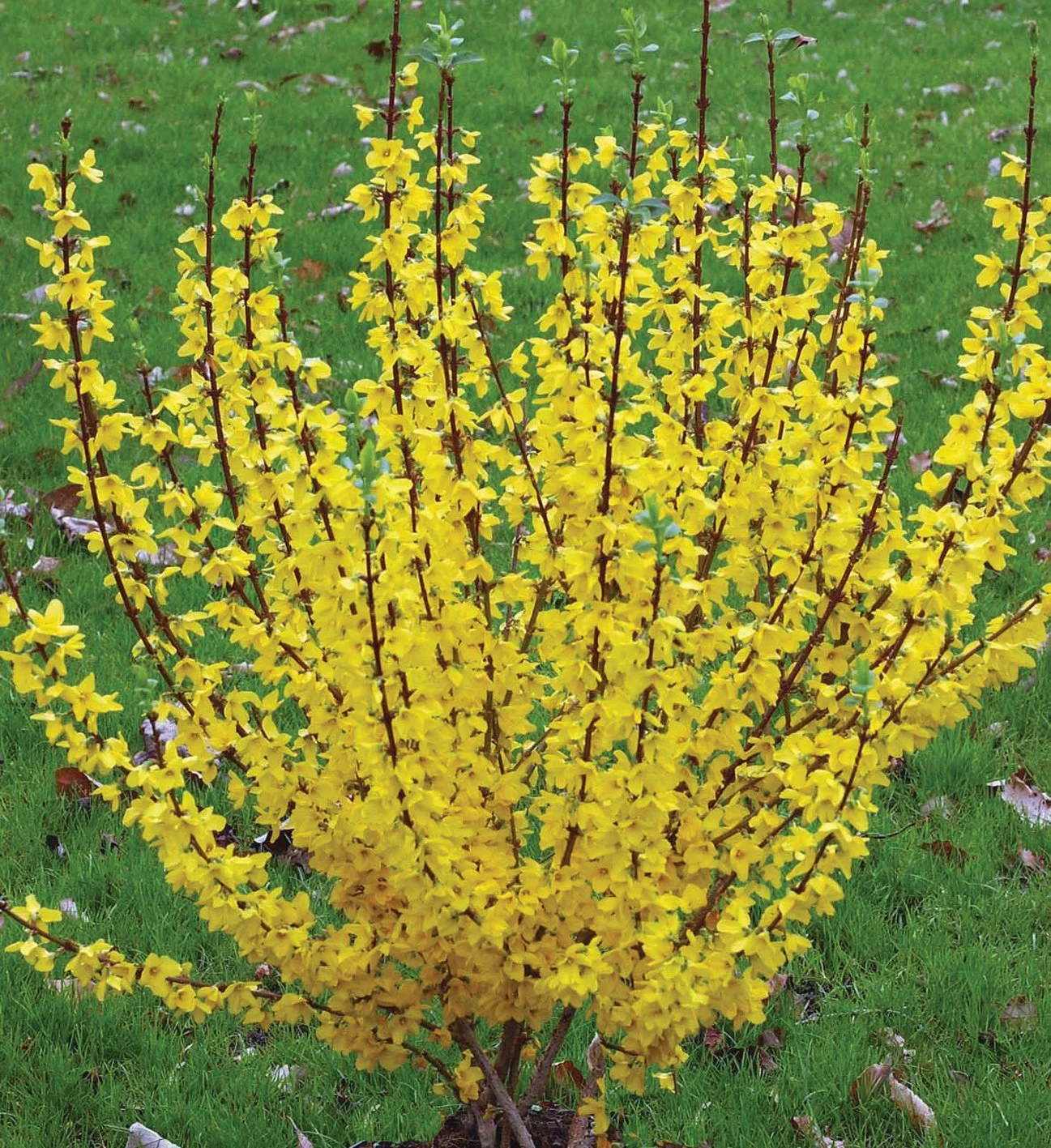 forsythia show starlet