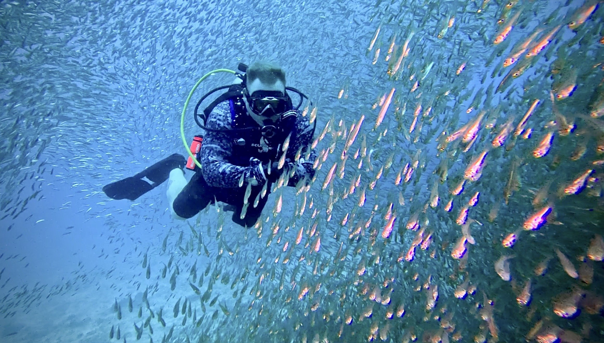 Scuba diver swimming among a school of tropical fish underwater