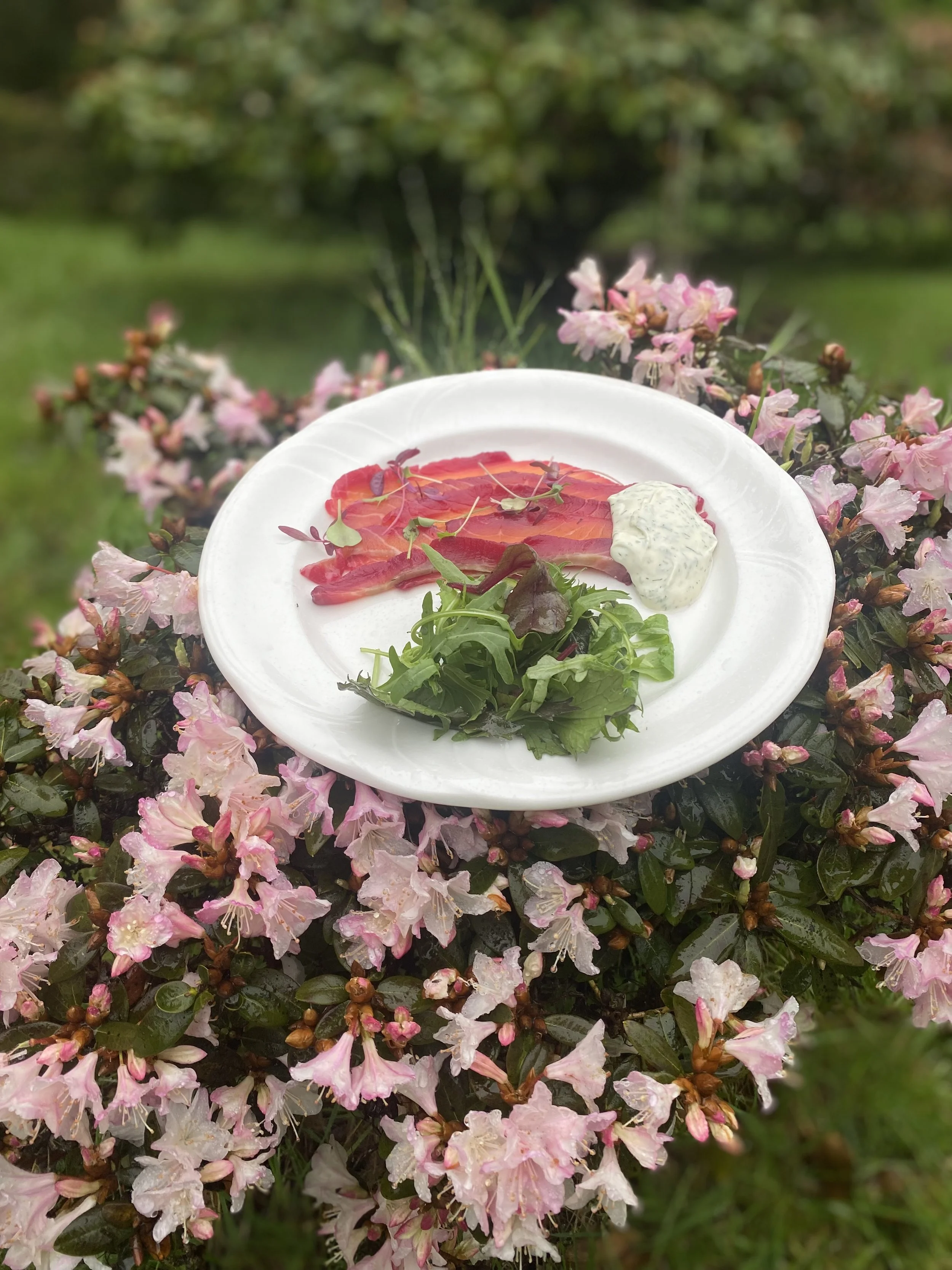 Home made beetroot infused gravlax with a dill and mustard sauce