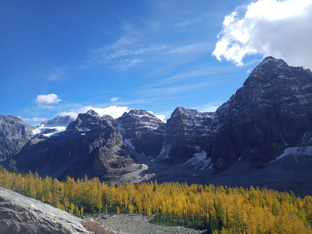 Golden larch forest below snow-dusted peaks in Banff National Park