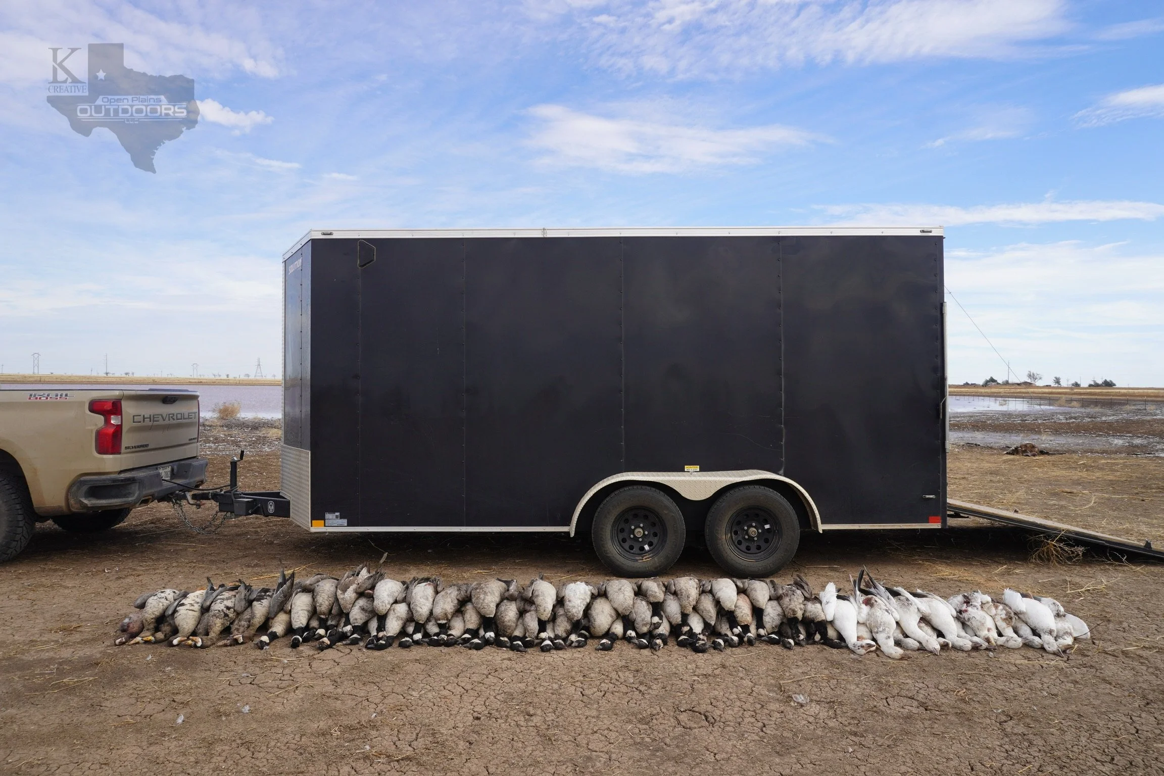 A row of dead canada geese, snow geese, and speckled geese lying on the ground in front of a black trailer hitched to a beige Chevrolet truck in an open landscape with a partly cloudy sky.