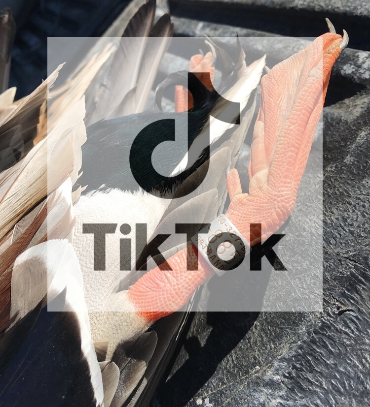 A mallard on a tailgate with a band on it's leg.