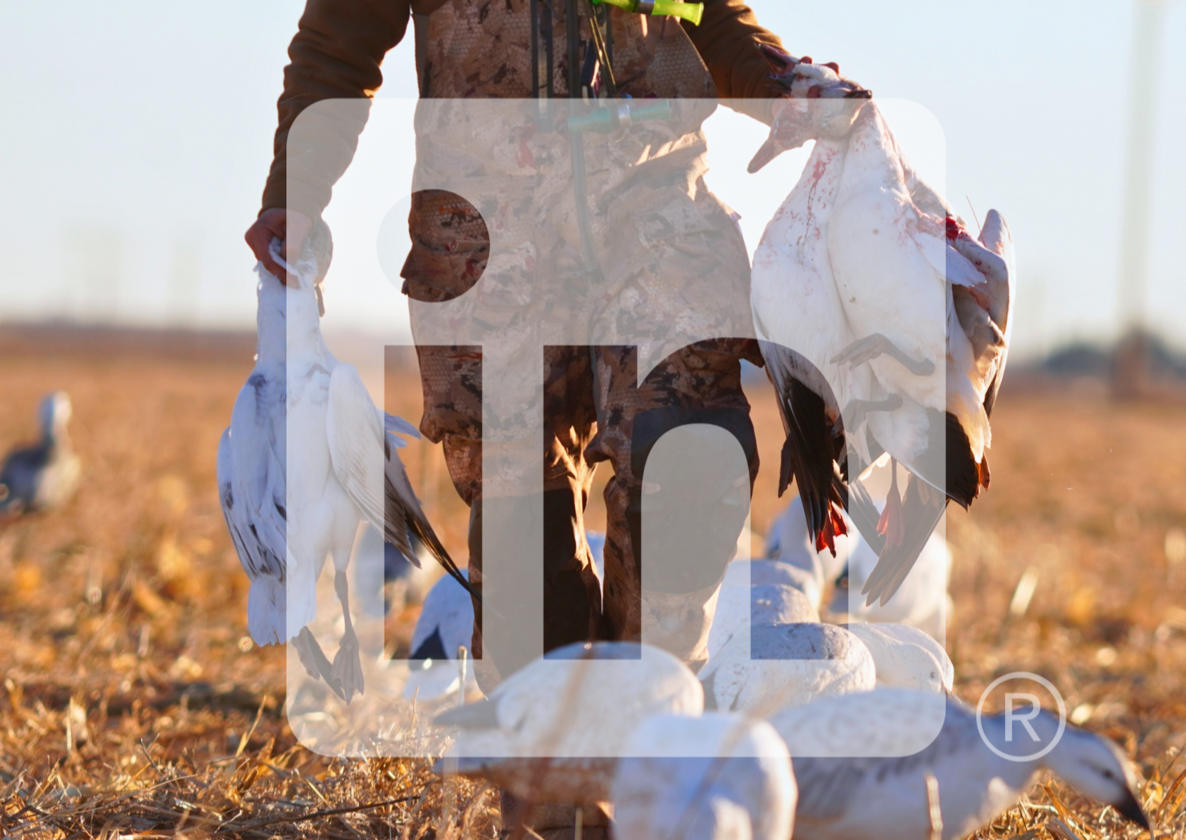 Hunter in camouflage collecting dead snow geese waterfowl in a field during daytime.