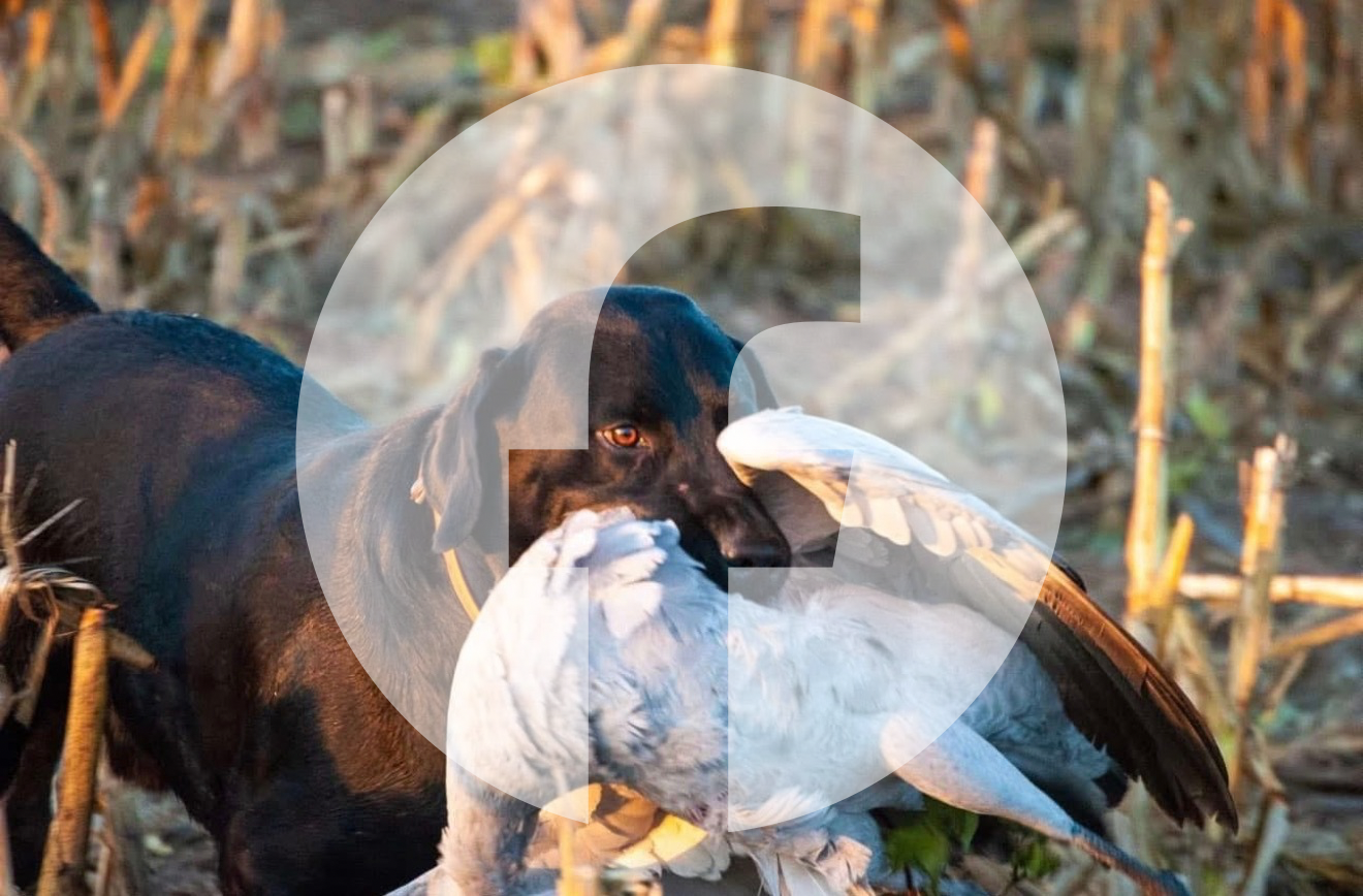 A black dog carrying a sandhill crane to the blind in a field.
