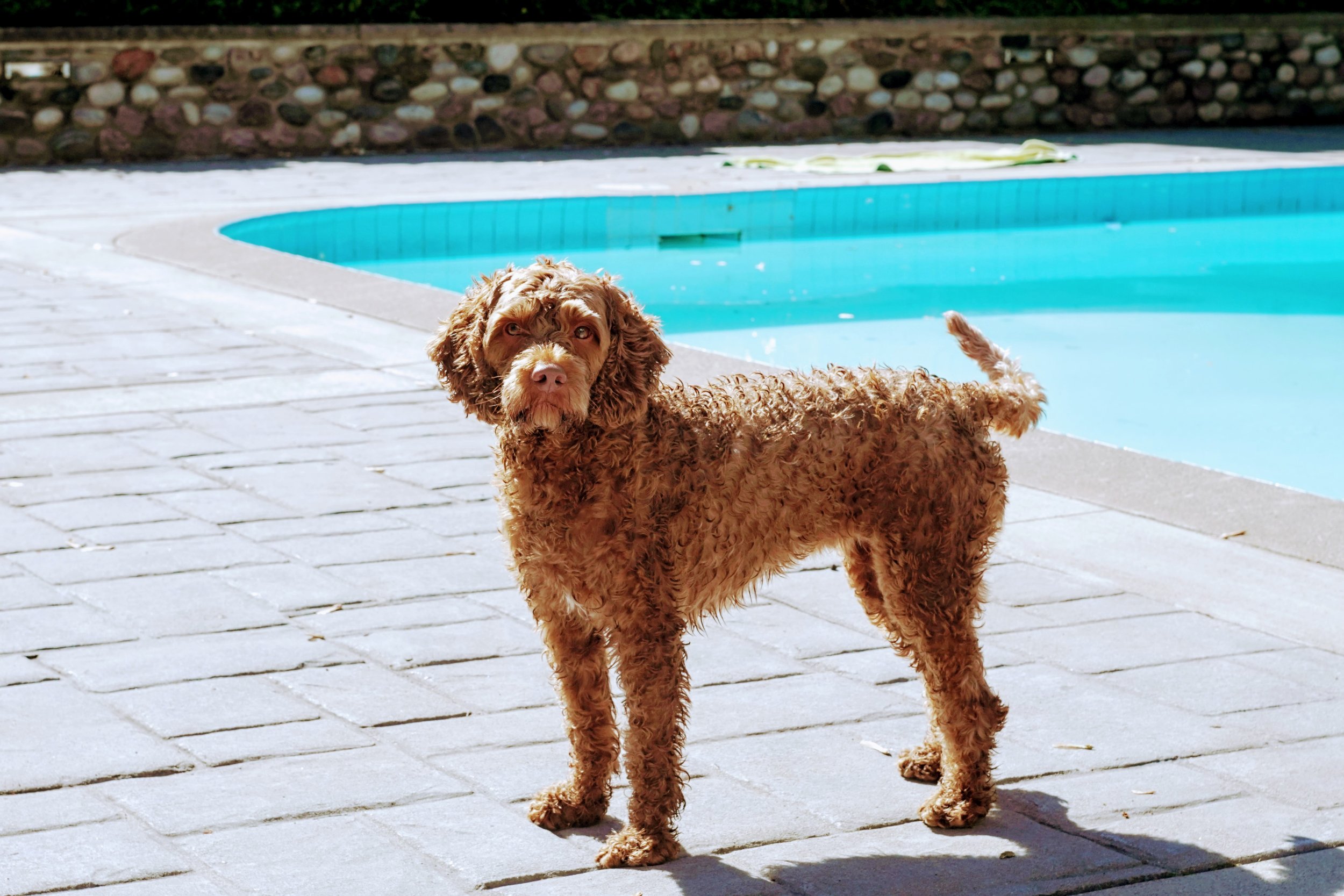 A brown, curly-haired dog standing on a tiled poolside patio near a swimming pool.