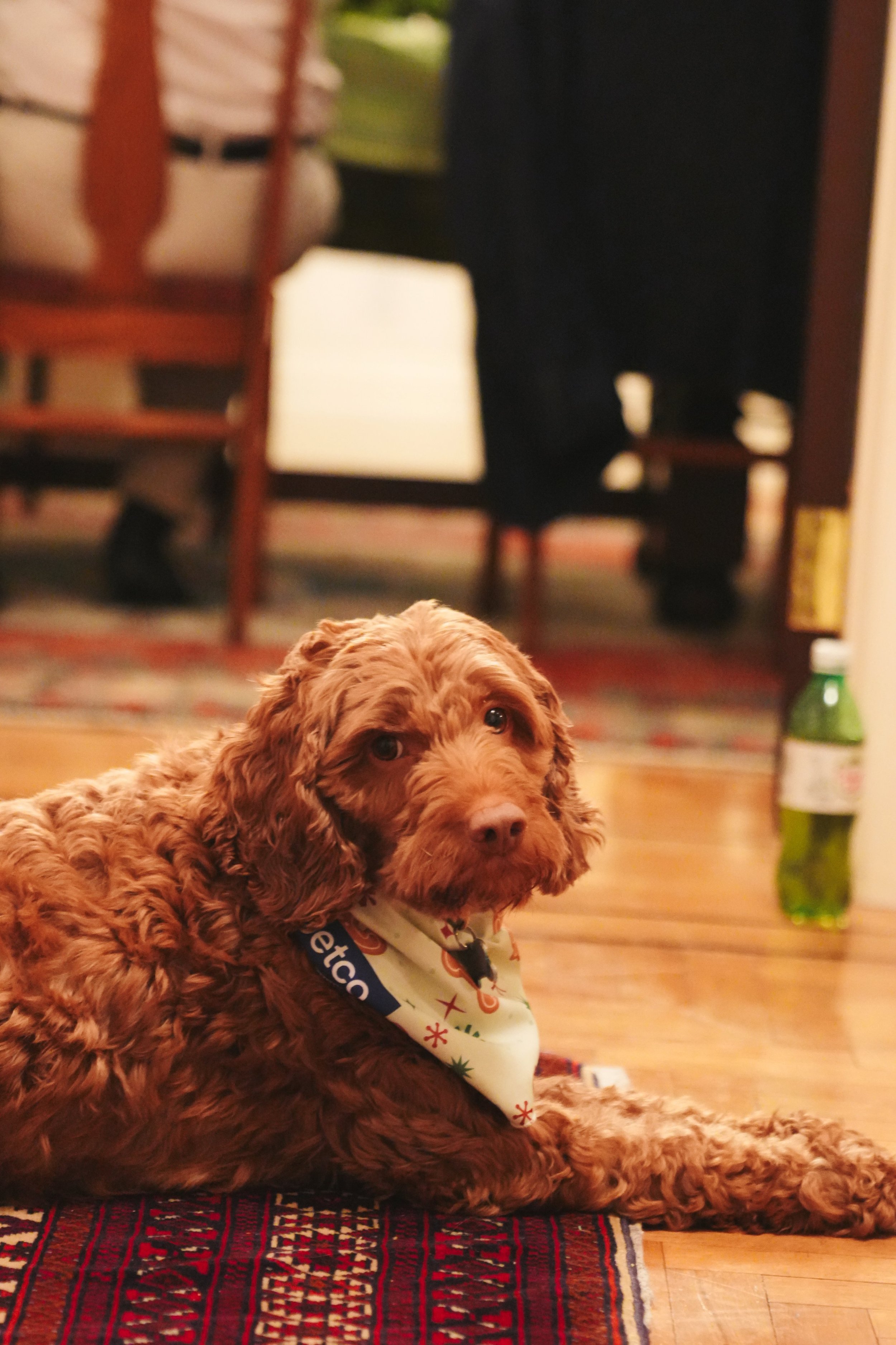 A brown curly-haired puppy lying on a colorful rug on a wooden floor, looking at the camera with a gentle expression, in a room with a dining table and chairs in the background.