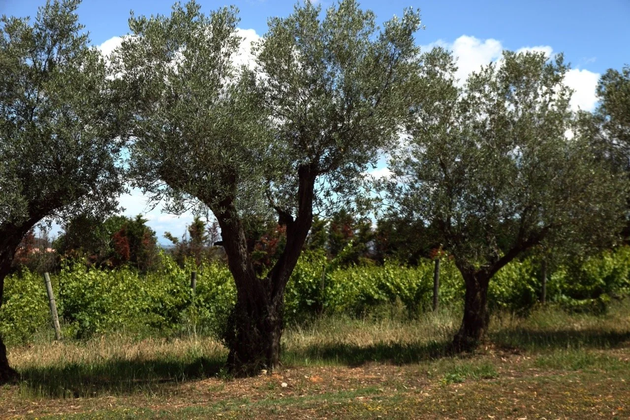 Tres árboles en un campo con enredaderas verdes, cielo azul con nubes blancas.
