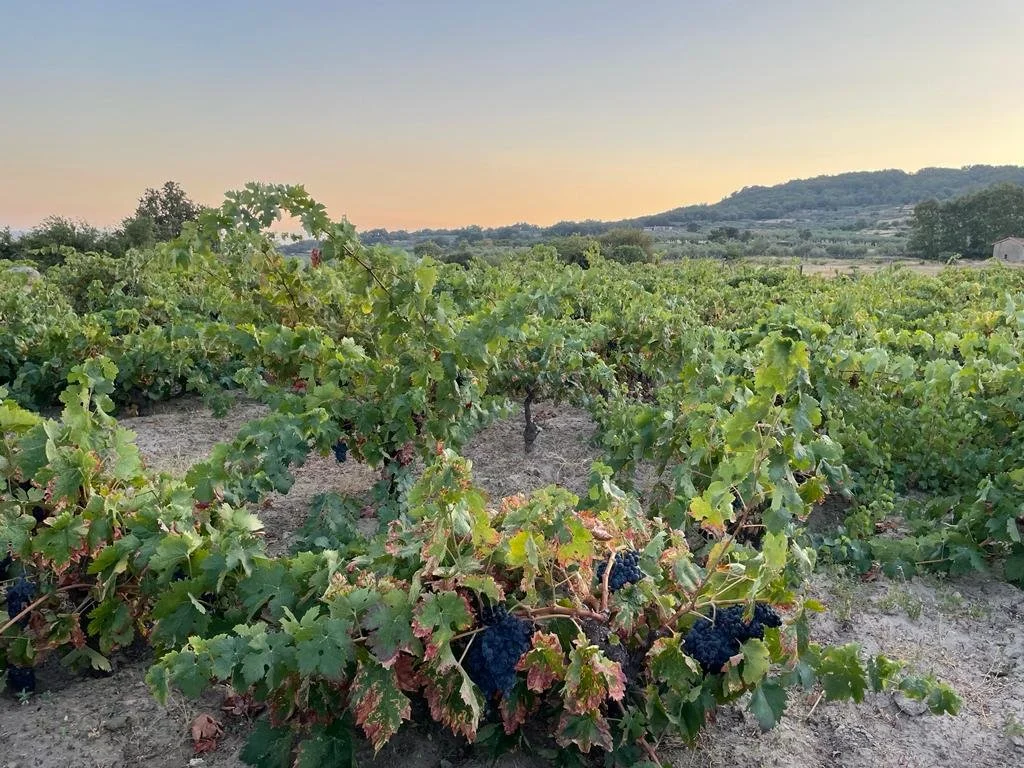 Viñedos con uvas negras en un campo al atardecer en una zona rural.