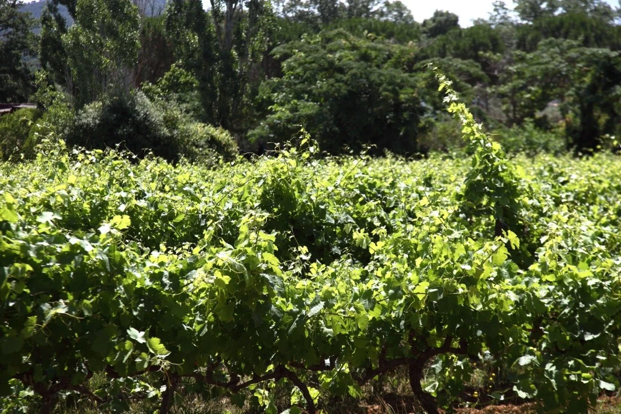 Viñedos en un campo con árboles al fondo.