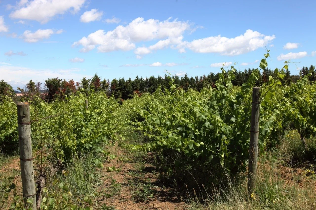 Viñedos verdes bajo un cielo azul con nubes blancas.