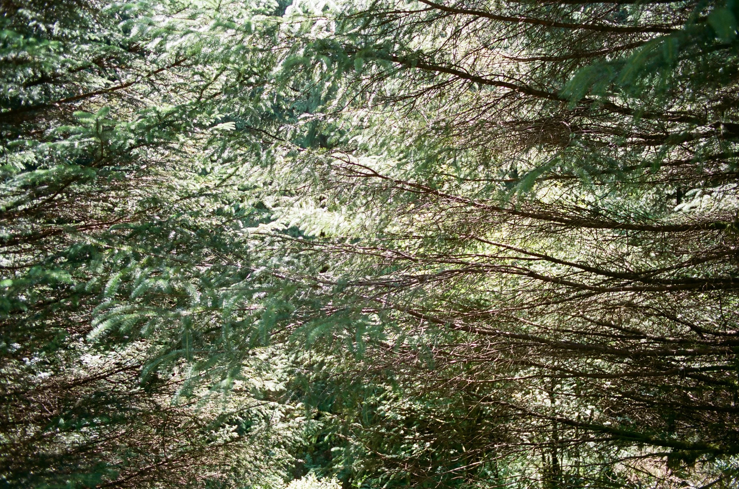 35mm - Hafren Forest - 2025