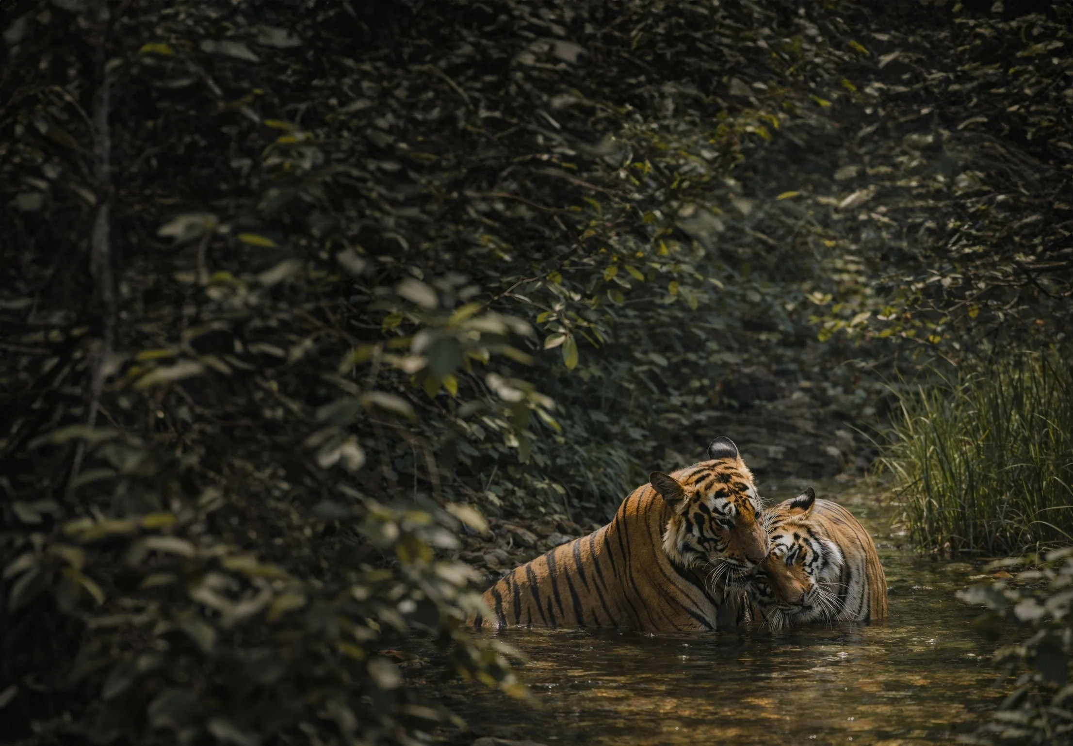 Two tigers in water surrounded by dense dark green foliage.