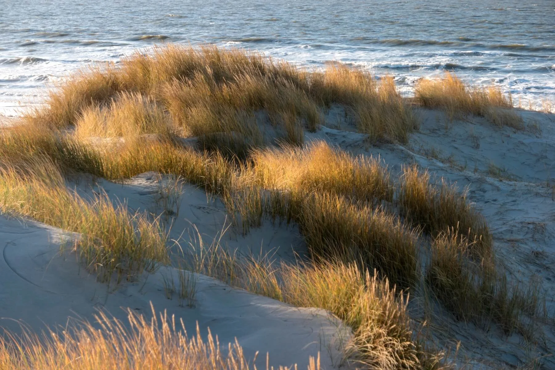 Dunes on the shore of Lake Michigan.