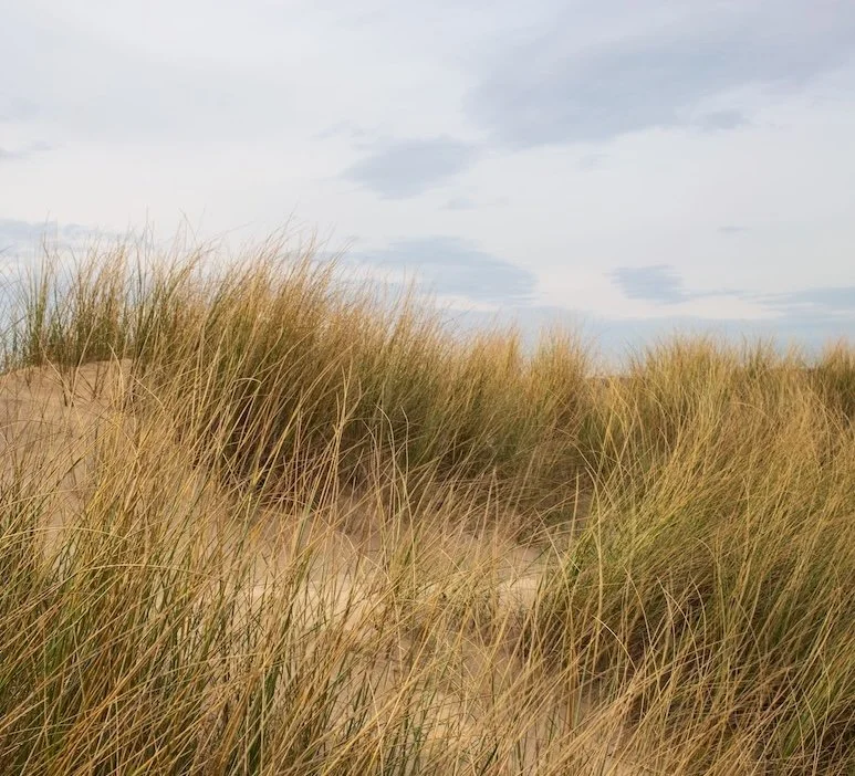 Dune grass waves in the wind on a Lake Michigan sand dune.