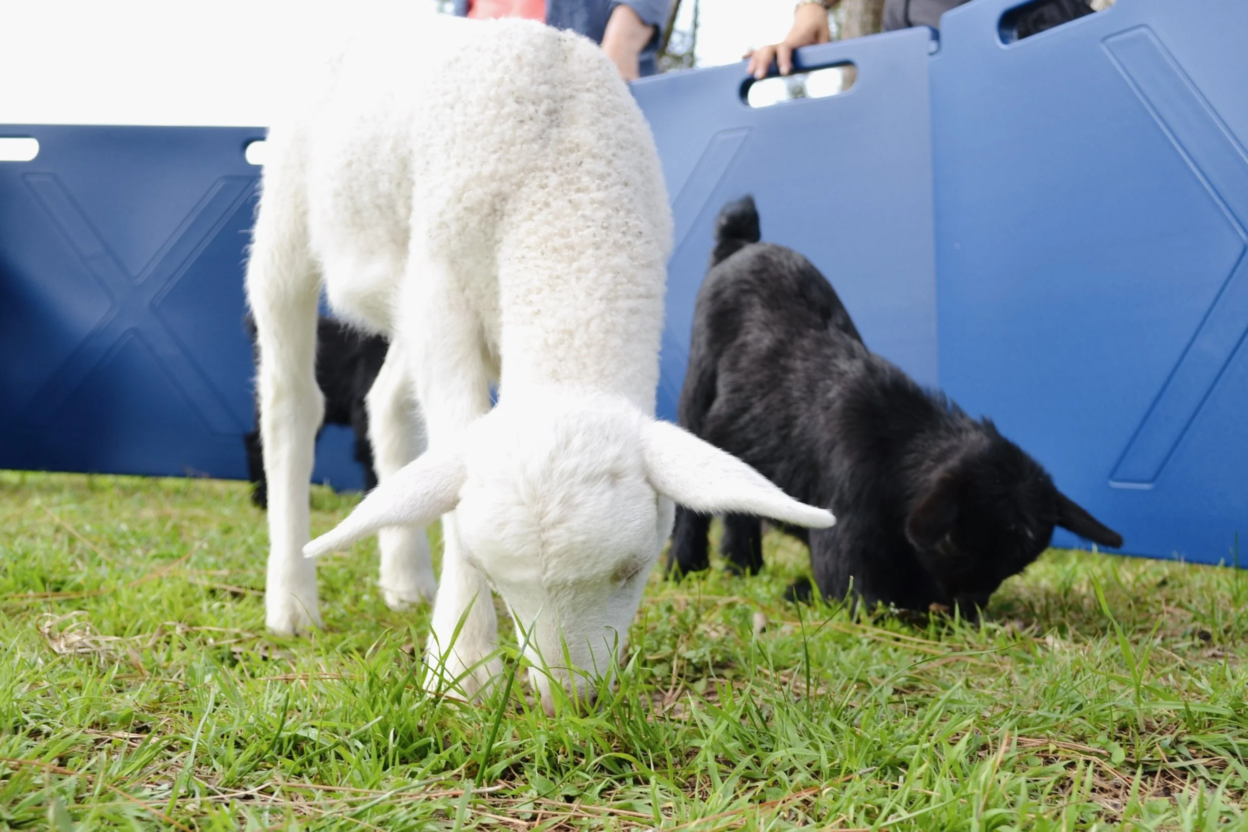 Children petting baby goats at Cantona Homestead petting zoo in Tomball, Texas