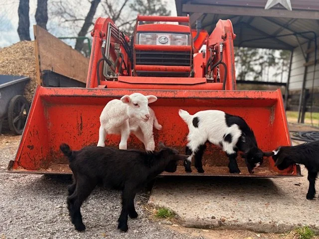 Baby goat and lamb at Cantona Homestead petting zoo in The Woodlands, Tomball, Spring, Conroe, Houston Texas