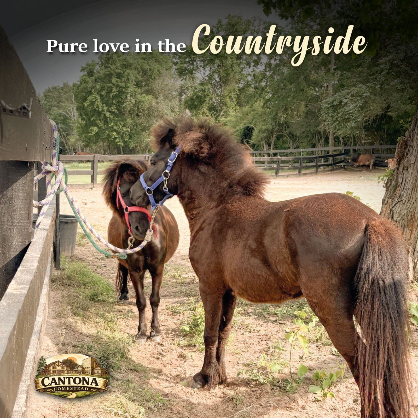A little sweetness to start the week. 🐎 
Our four-legged friends are ready to greet you and share the peace that can only be felt in nature. Come meet them! 🐴

#CantonaHomestead #TomballTX #TomballMoms #TheWoodlandsMoms #HoustonBirthdayParty #Tomba