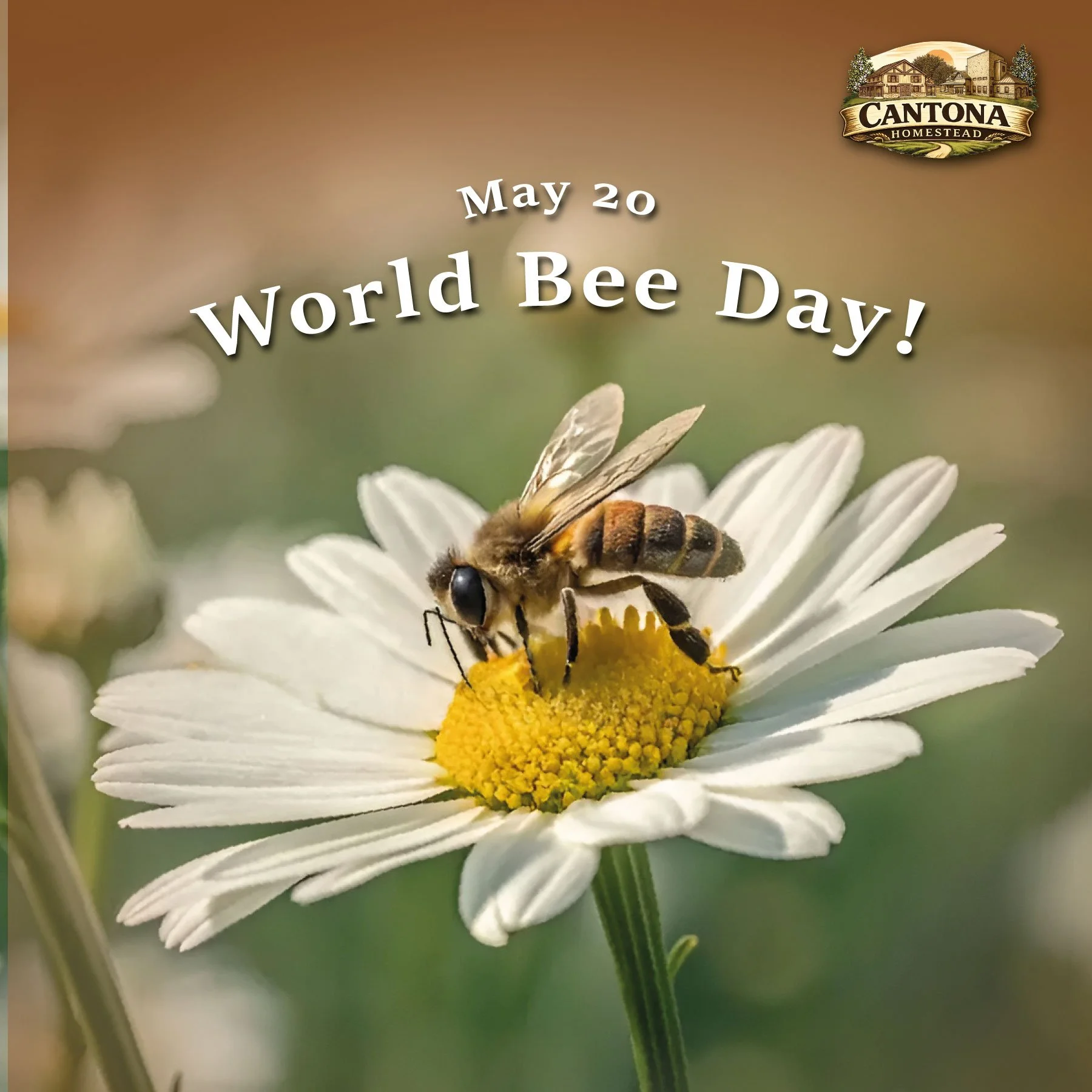 🐝🌼 Happy World Bee Day! 🌿💛

Today we celebrate the tiny pollinators that make a big impact on our planet. Bees are essential for healthy ecosystems, blooming flowers, and the food we all enjoy every day. 🍯🌸

Let&rsquo;s protect and appreciate t