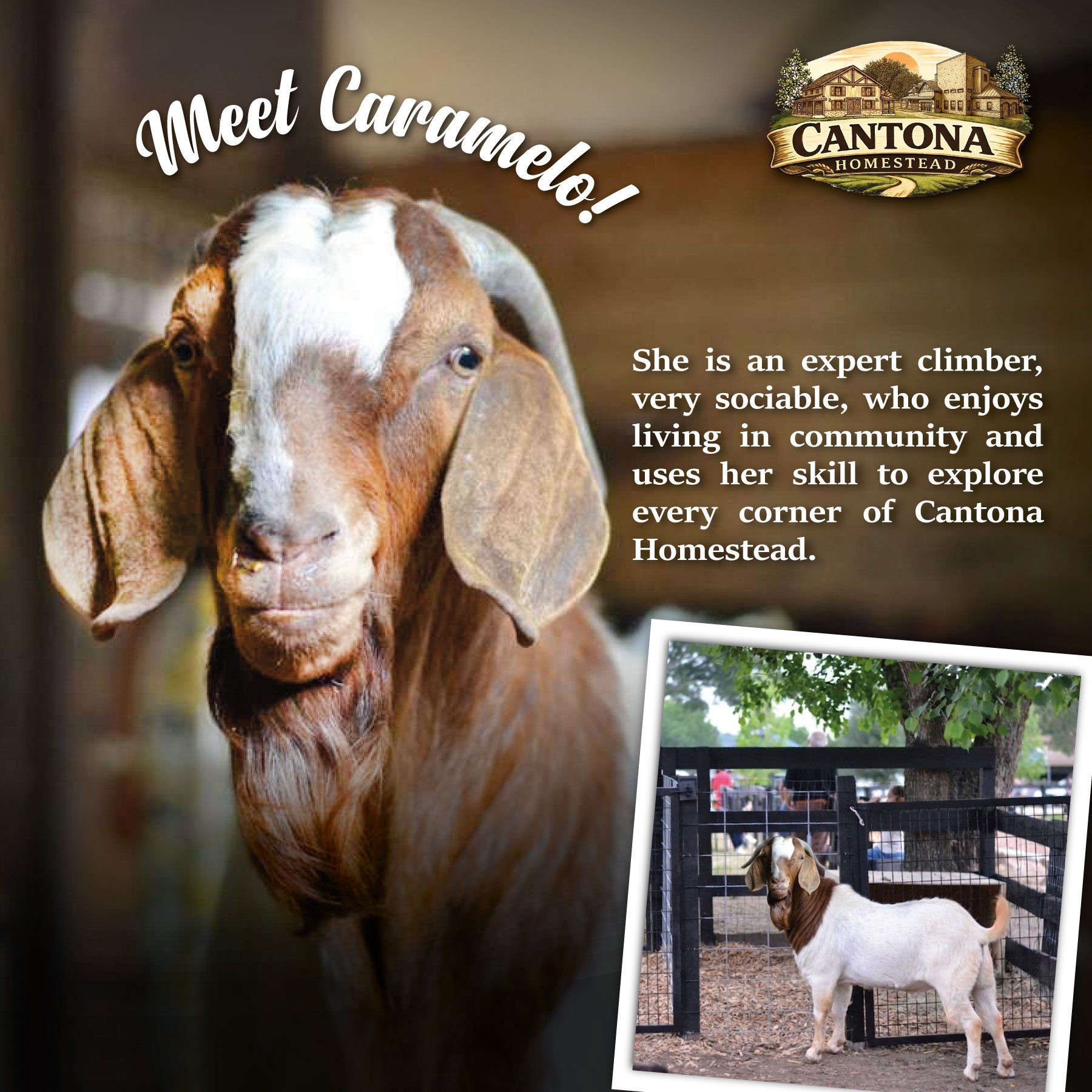 Meet Caramelo! 🐐💛
One of the most sociable members of Cantona Homestead.
She loves spending time with people and welcoming visitors. Come meet her!

#CantonaHomestead #TomballTX #TheWoodlandsTX #FarmBirthdayParties #PettingZooParties