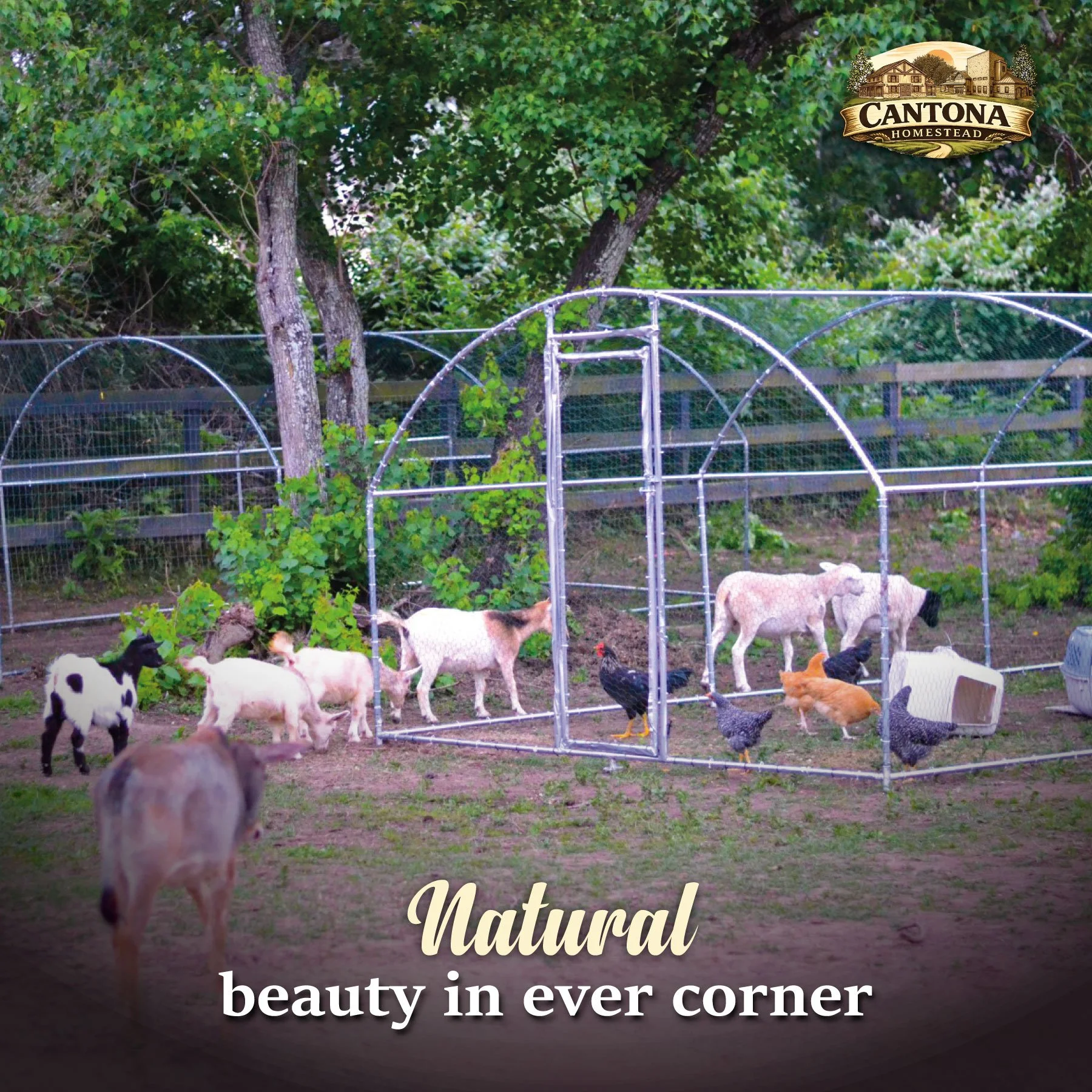 Fresh air, open spaces, and friendly animals. 🌲🐑🤍
A place where families can slow down and connect with nature.

#CantonaHomestead #TomballTX #TheWoodlandsTX #HoustonFamilyFun #FarmBirthdayParties