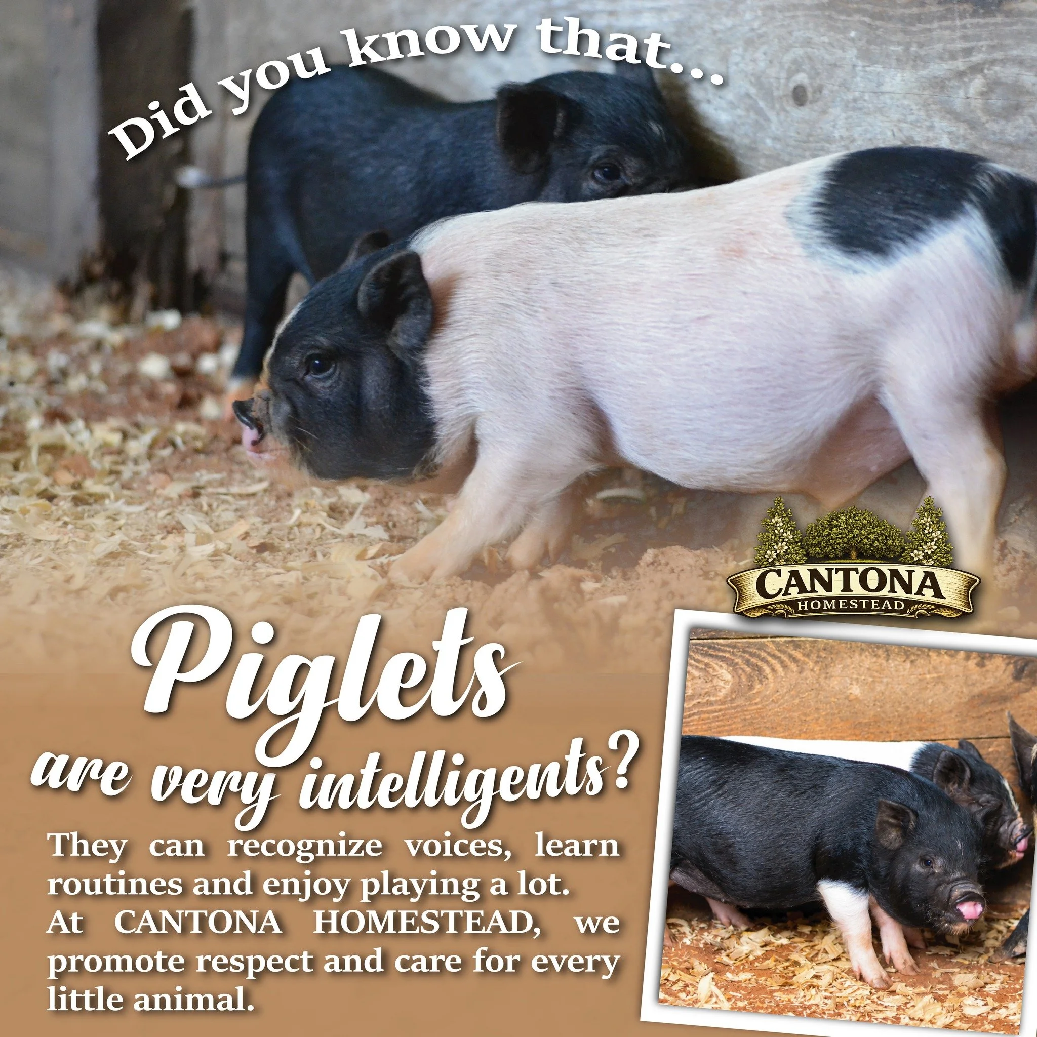 🐷💕 Meet our adorable little piglets at Cantona Homestead!

Did you know that piglets are incredibly intelligent animals? They can recognize voices, learn routines, and love to play and explore their surroundings.

At Cantona Homestead, we believe e