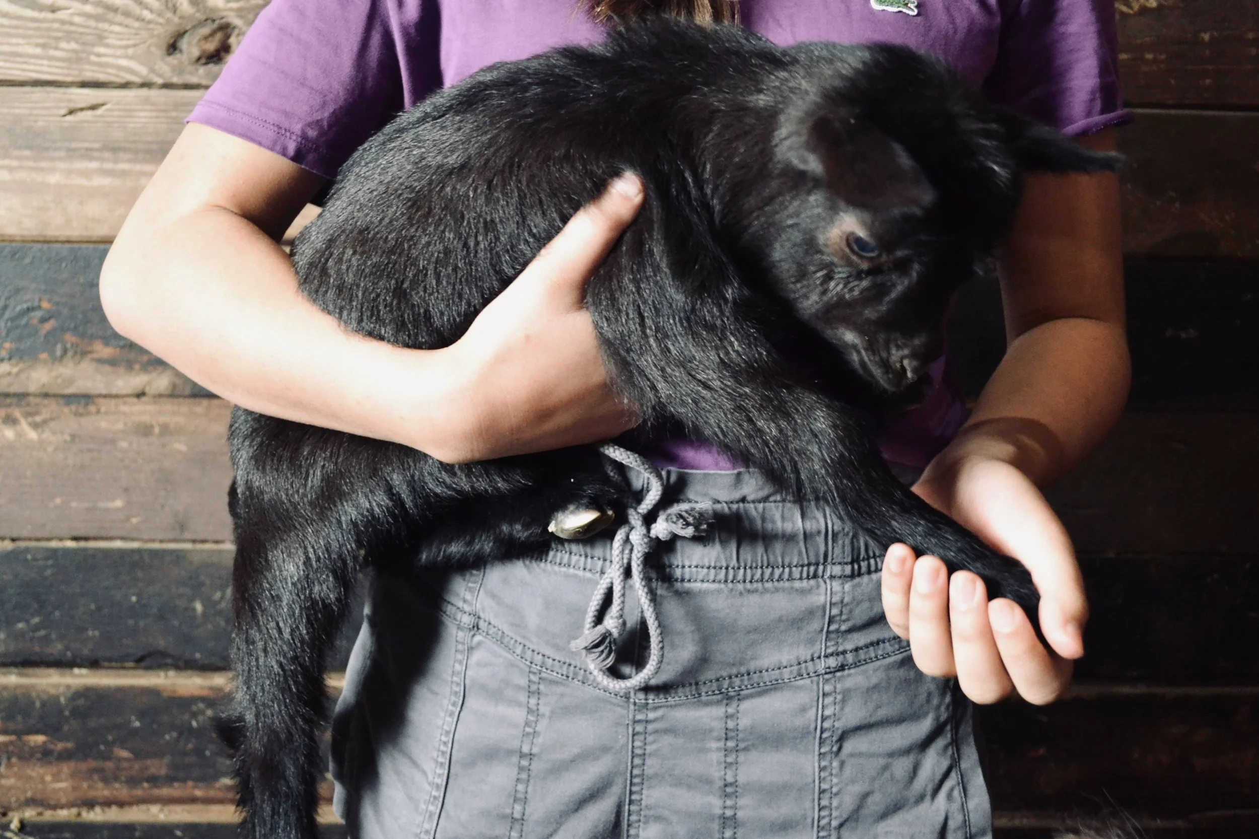 Children petting baby goats, bunnies and pony rides
 at Cantona Homestead petting zoo in Tomball, Texas
