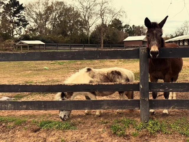 Petting Zoo & Pony Rides in Tomball TX | Cantona Homestead