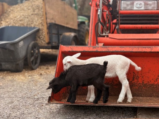 Baby goat and sheep on the tractor at Cantona Homestead petting zoo in The Woodlands, Tomball, Spring, Conroe, Houston Texas