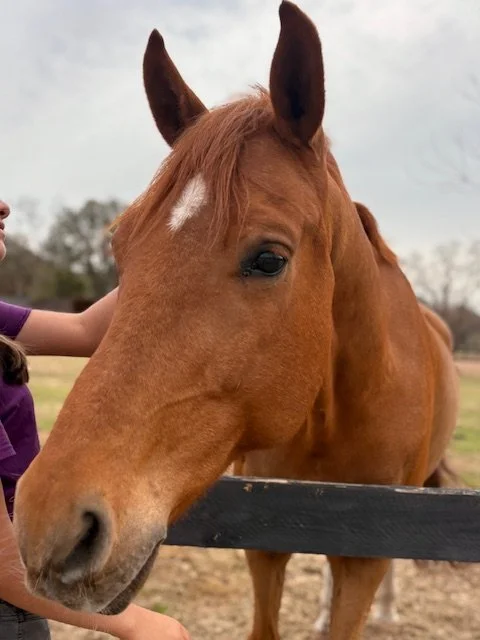 Horsing around at Cantona Homestead petting zoo in The Woodlands, Tomball, Spring, Conroe, Houston Texas