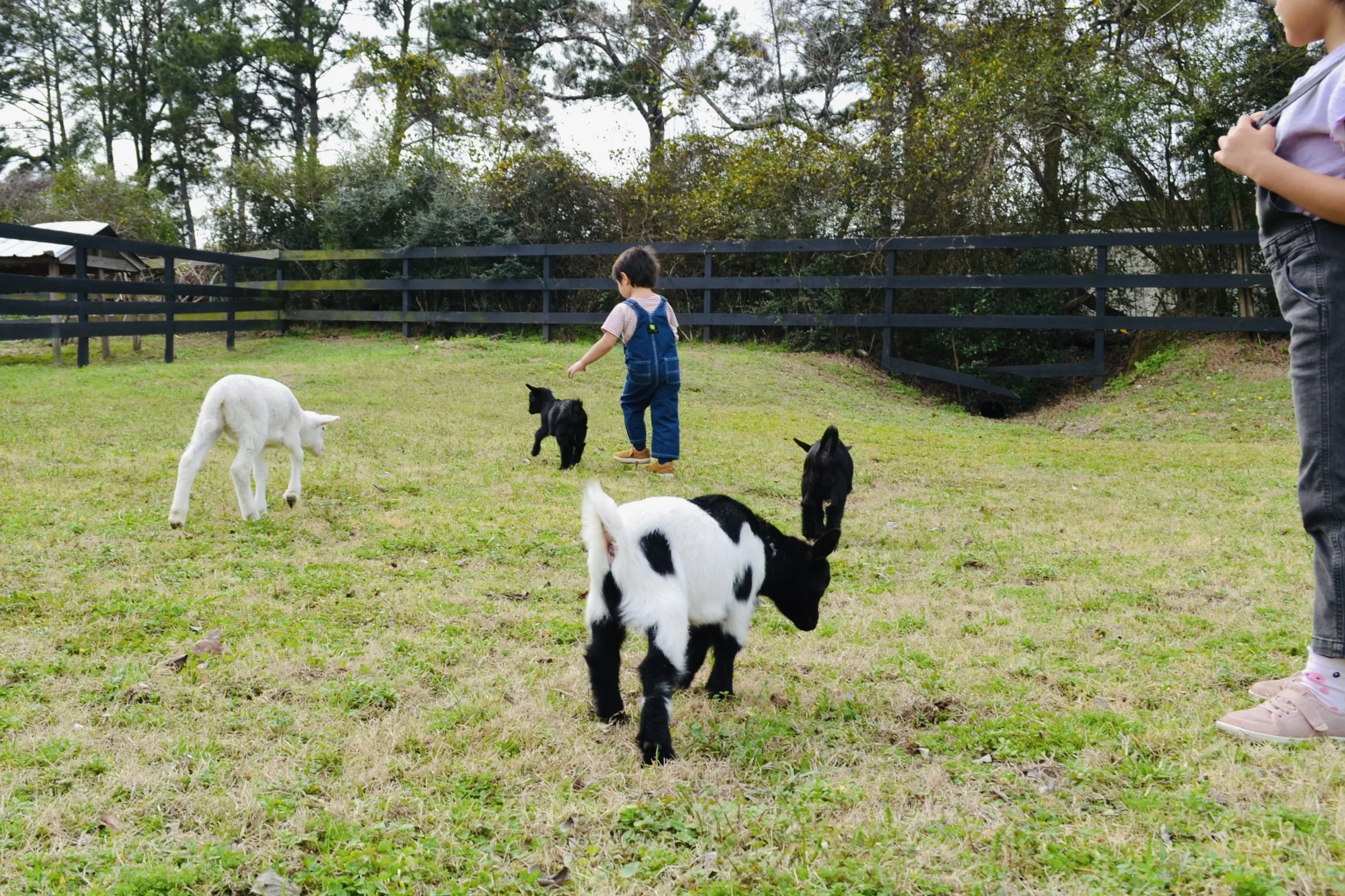 Children petting baby goats at Cantona Homestead petting zoo in Tomball, Texas