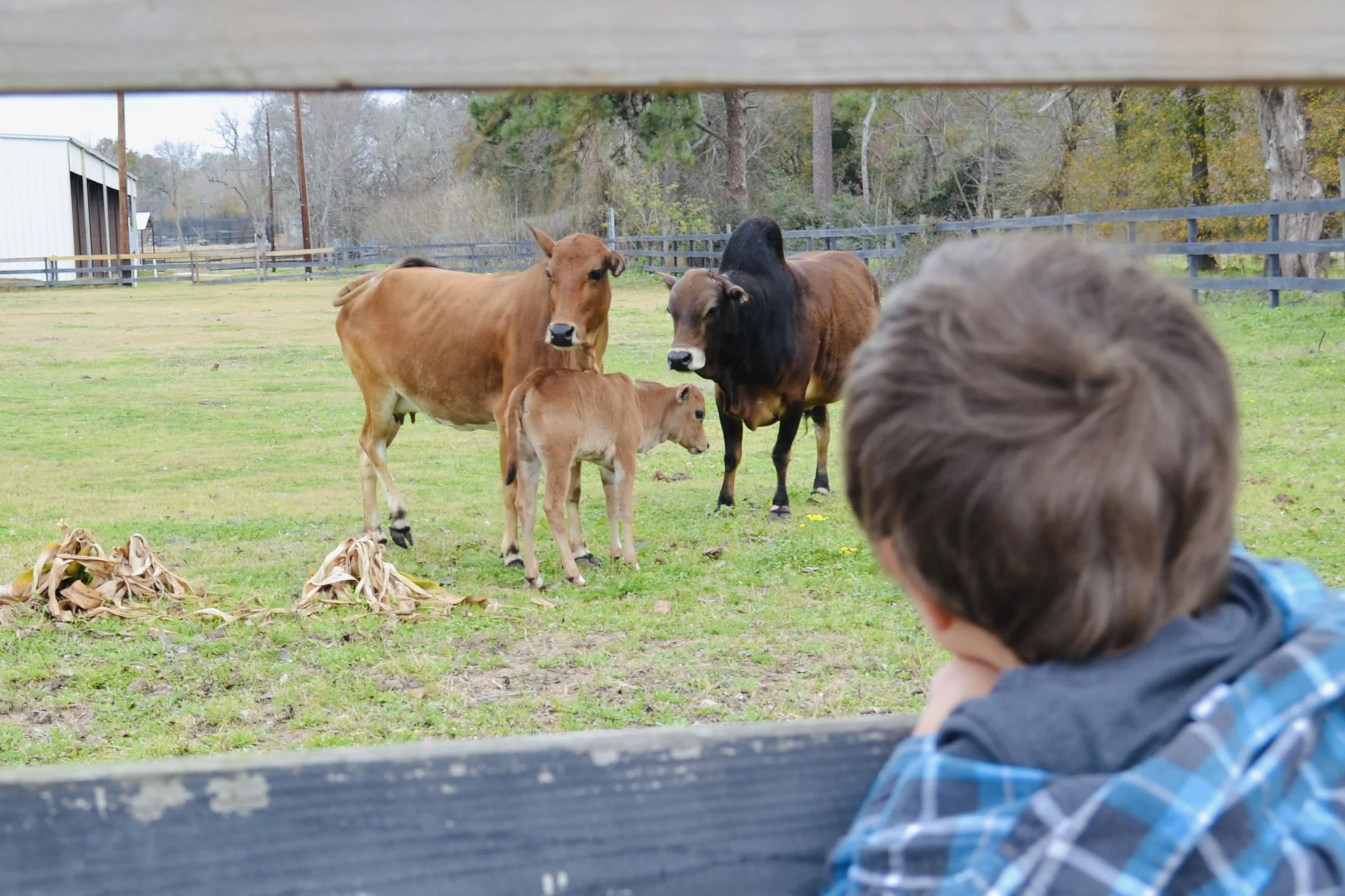 Children petting baby goats at Cantona Homestead petting zoo in Tomball, Texas