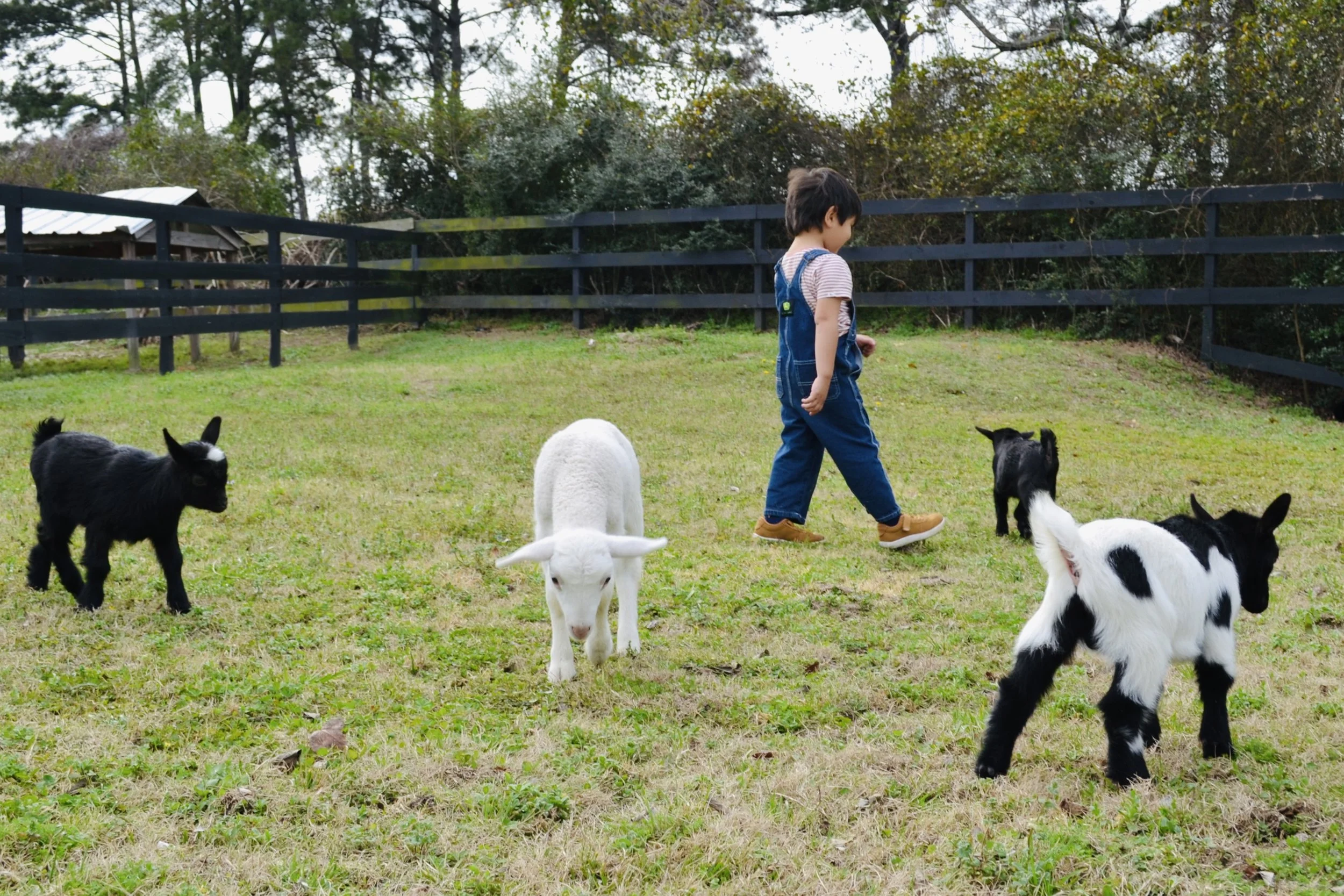 Children petting baby goats at Cantona Homestead petting zoo in Tomball, Texas