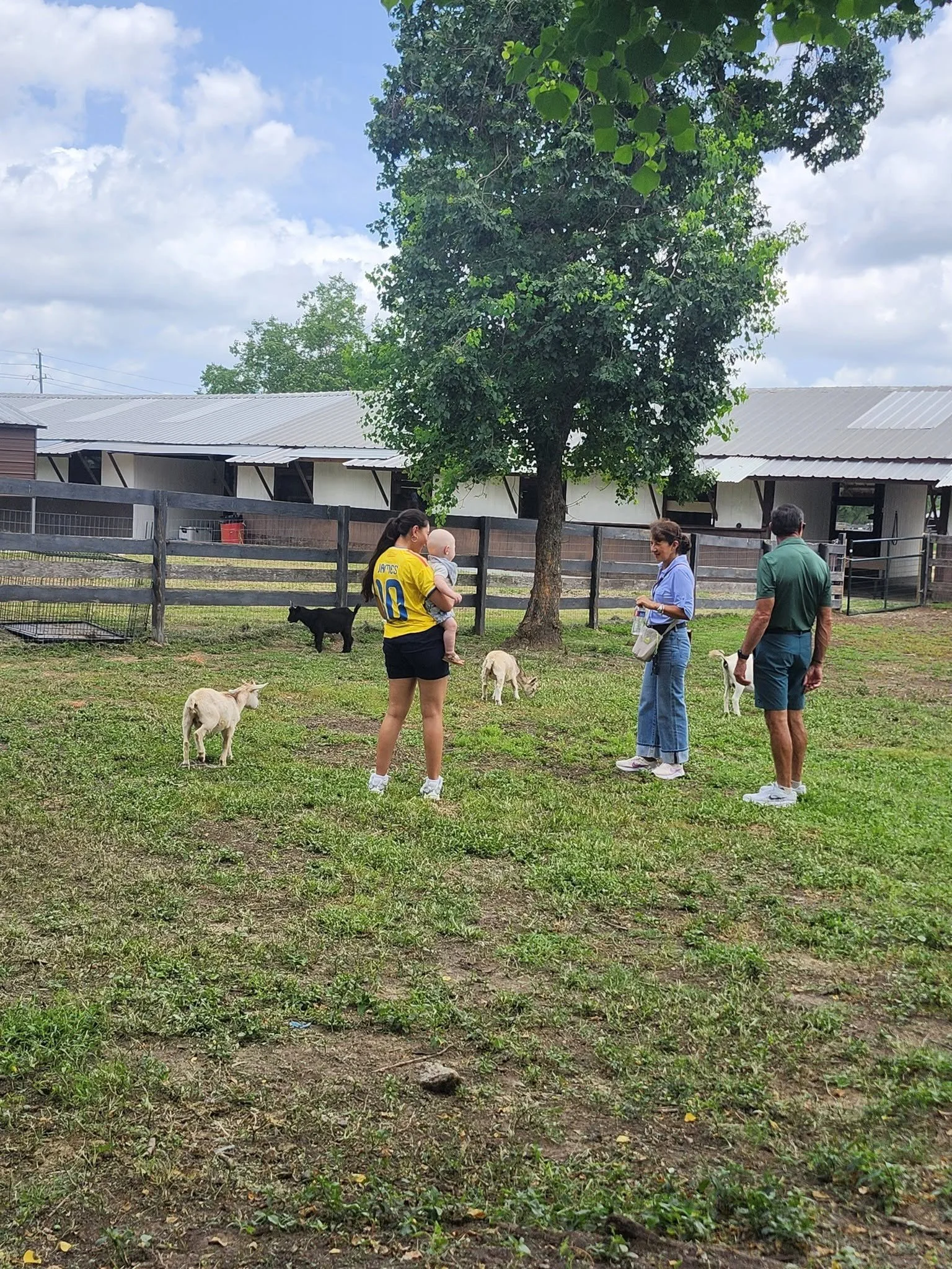 petting zoo cantona homestead.jpg