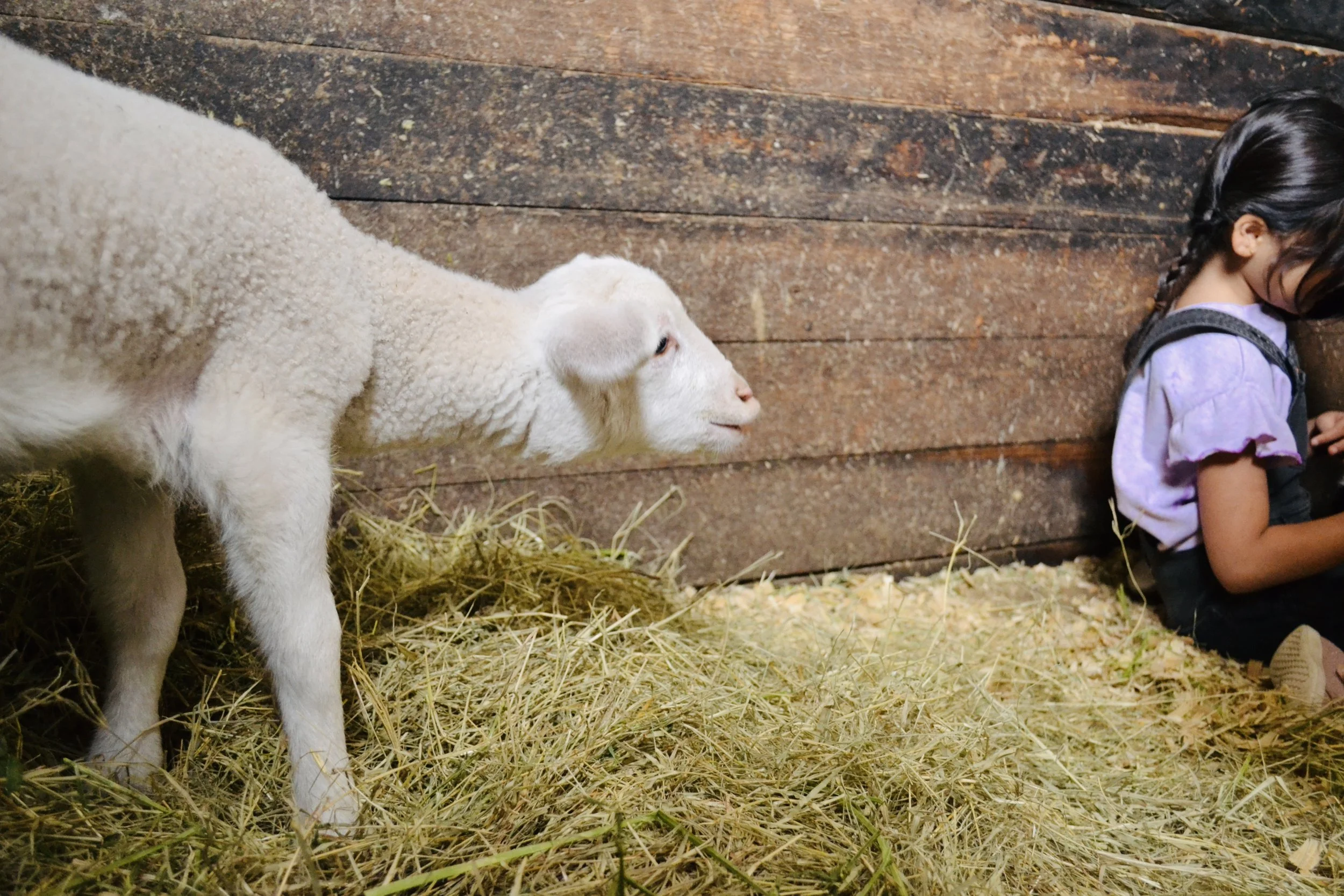 Children petting baby goats at Cantona Homestead petting zoo in Tomball, Texas