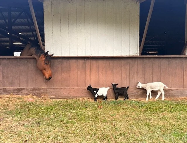 Baby goats saying hello to horse friend at Cantona Homestead petting zoo in The Woodlands, Tomball, Spring, Conroe, Houston Texas