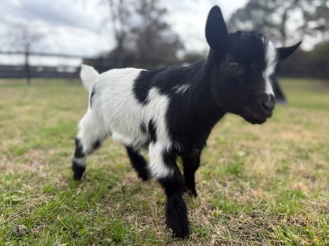 Baby goat at Cantona Homestead petting zoo in The Woodlands, Tomball, Spring, Conroe, Houston Texas