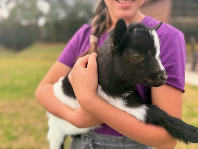 Baby goat at Cantona Homestead petting zoo in The Woodlands, Tomball, Spring, Conroe, Houston Texas