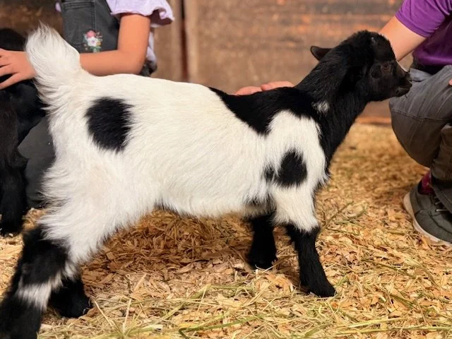Baby goat at Cantona Homestead petting zoo in The Woodlands, Tomball, Spring, Conroe, Houston Texas