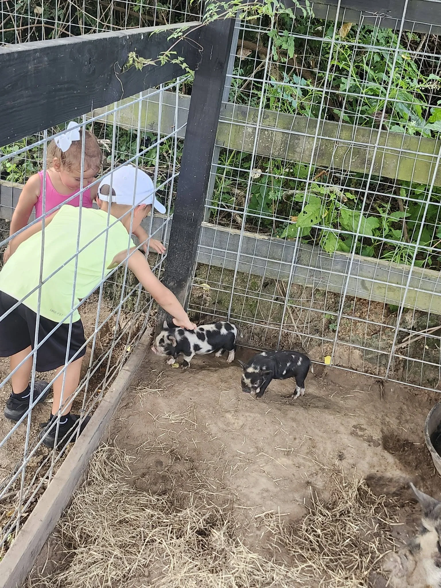 Baby Piglets Cantona Homestead Tomball texas.jpg