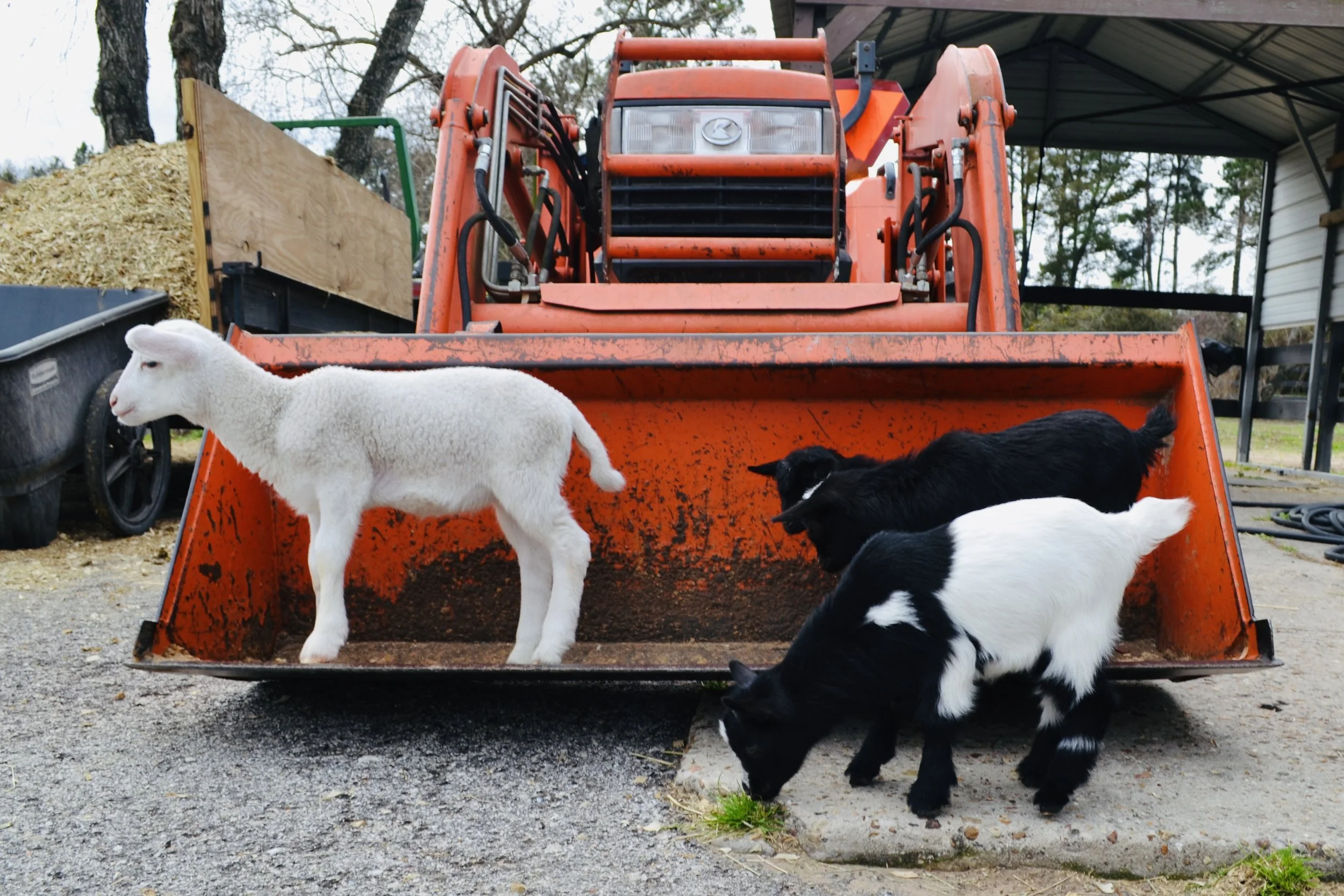 Children petting baby goats, bunnies and pony rides
 at Cantona Homestead petting zoo in Tomball, Texas