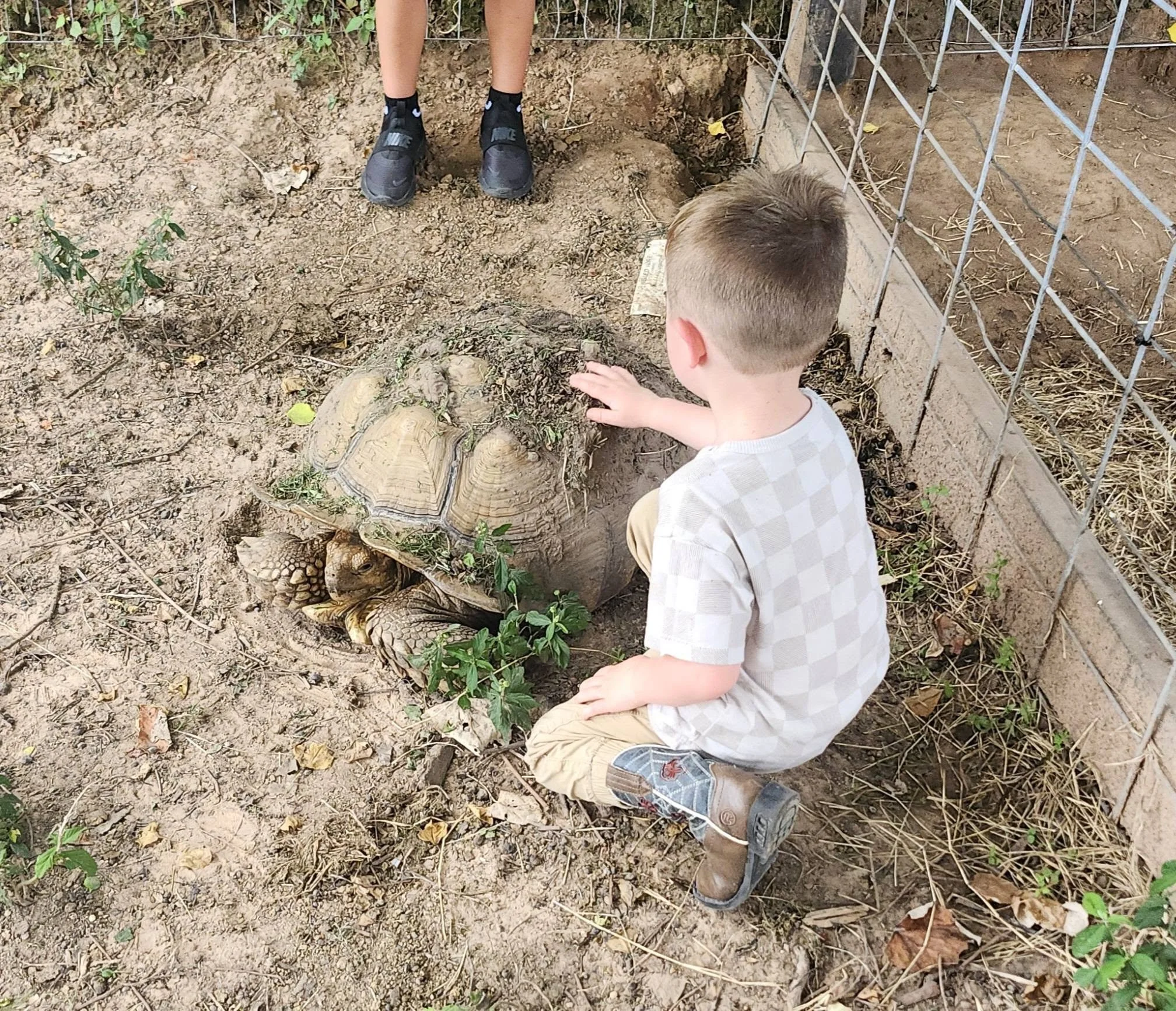 Tortoise at Cantona Homestead Tomball Texas.jpg
