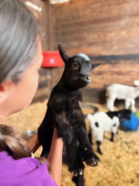 Petting Zoo & Pony Rides in The Woodlands, Tomball & Spring Texas