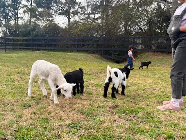 Petting Zoo & Pony Rides in Tomball TX | Cantona Homestead