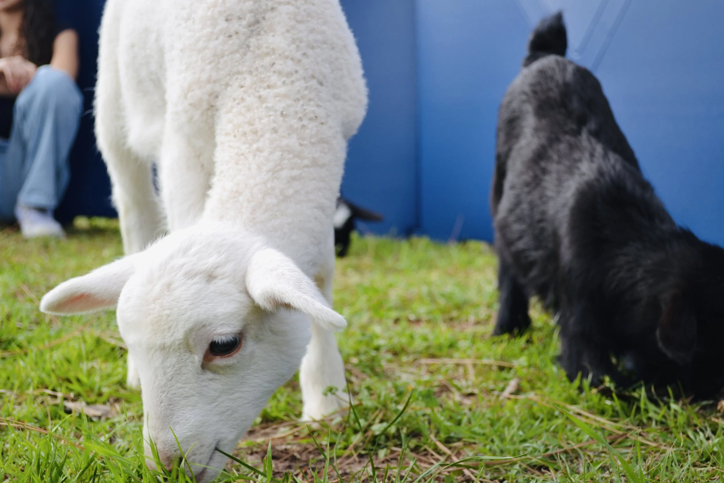 Children petting baby goats at Cantona Homestead petting zoo in Tomball, Texas