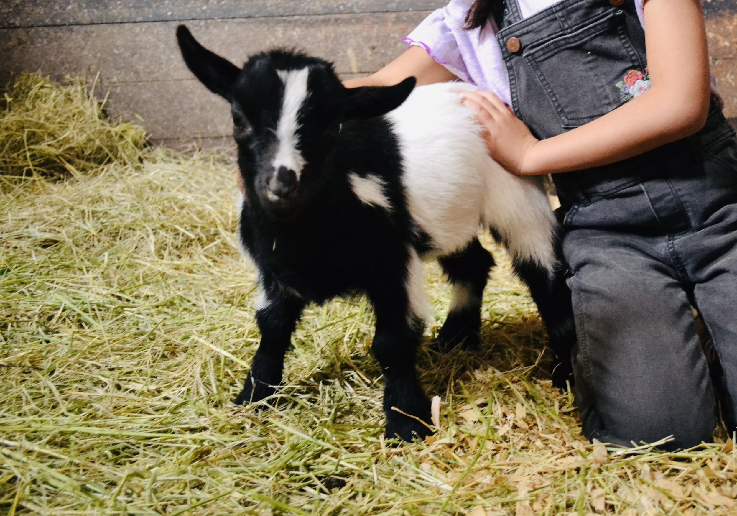 Children petting baby goats, bunnies and pony rides
 at Cantona Homestead petting zoo in Tomball, Texas