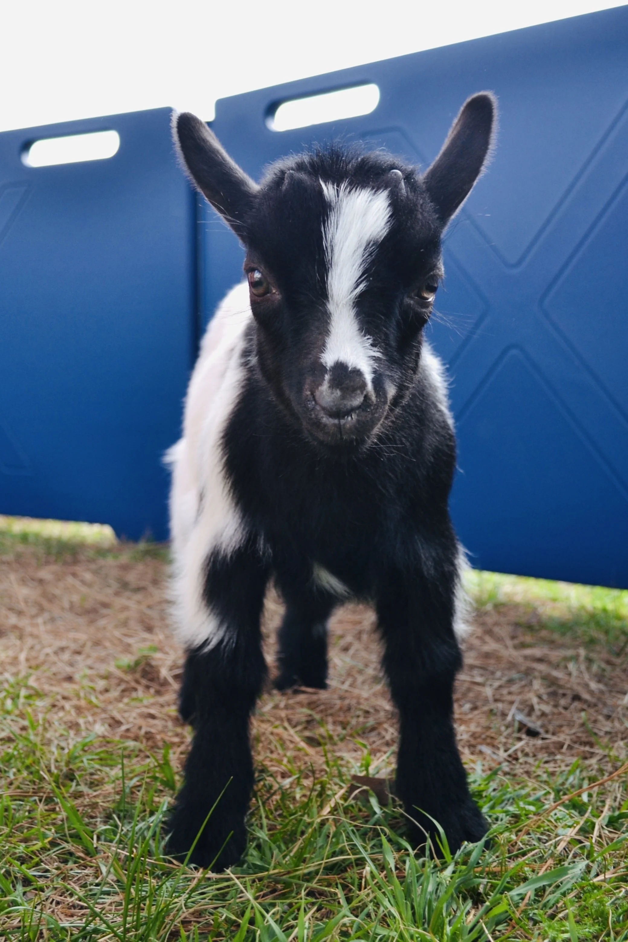 Children petting baby goats at Cantona Homestead petting zoo in Tomball, Texas