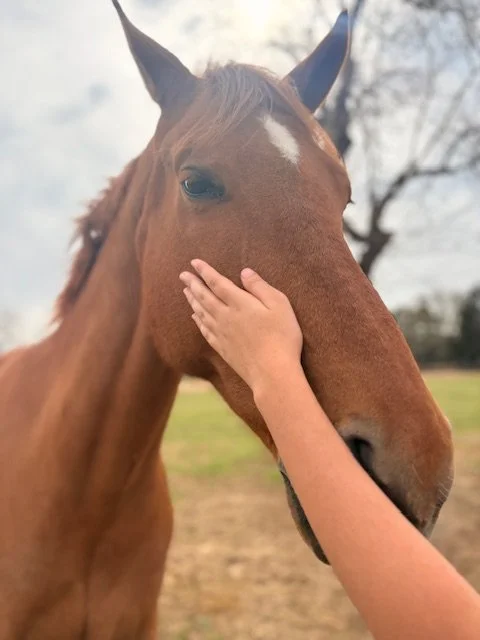horses in the woodlands, texas